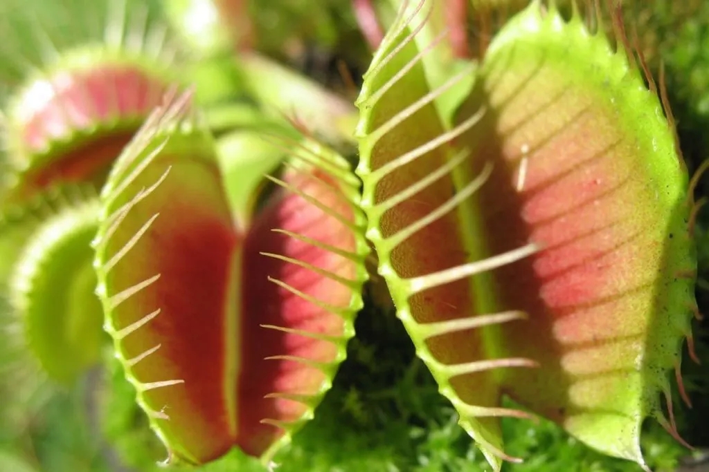 About-Venus-Flytrap-Plants- Venus Fly Trap Terrarium