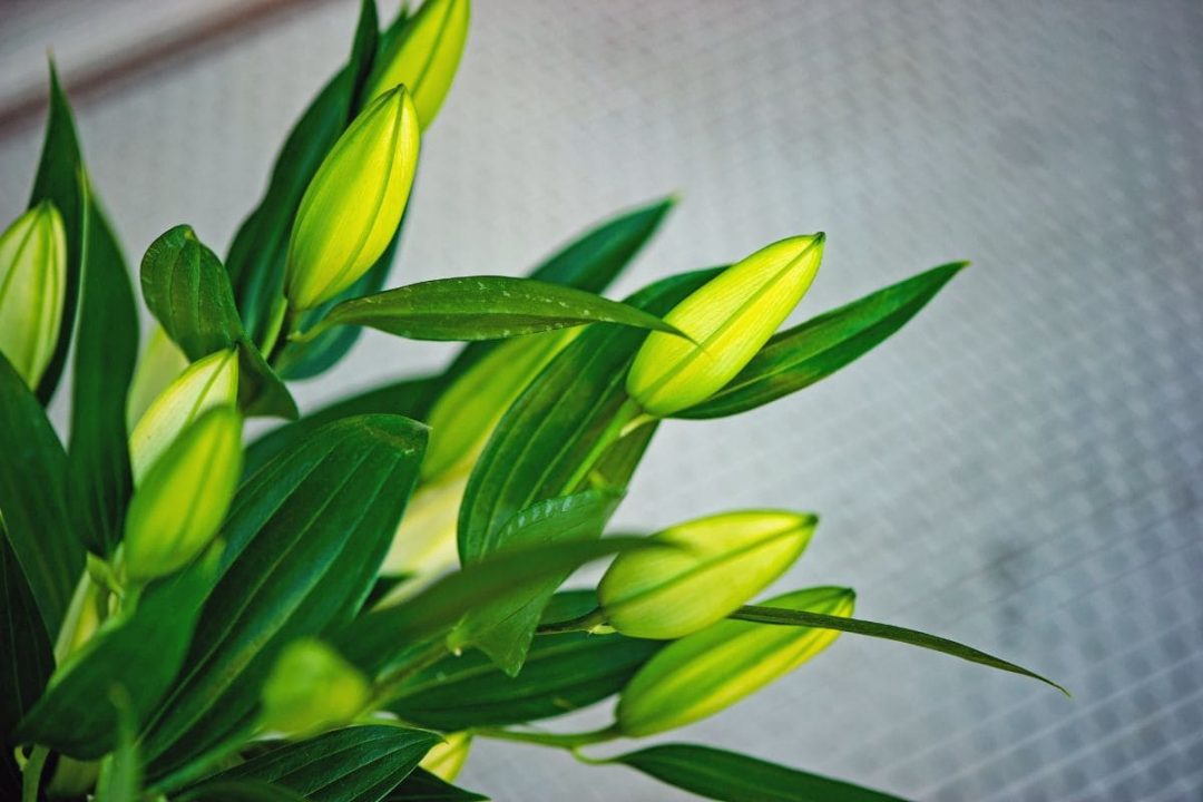 What To Do When Lilies Have Finished Flowering Use And Care Guide Of