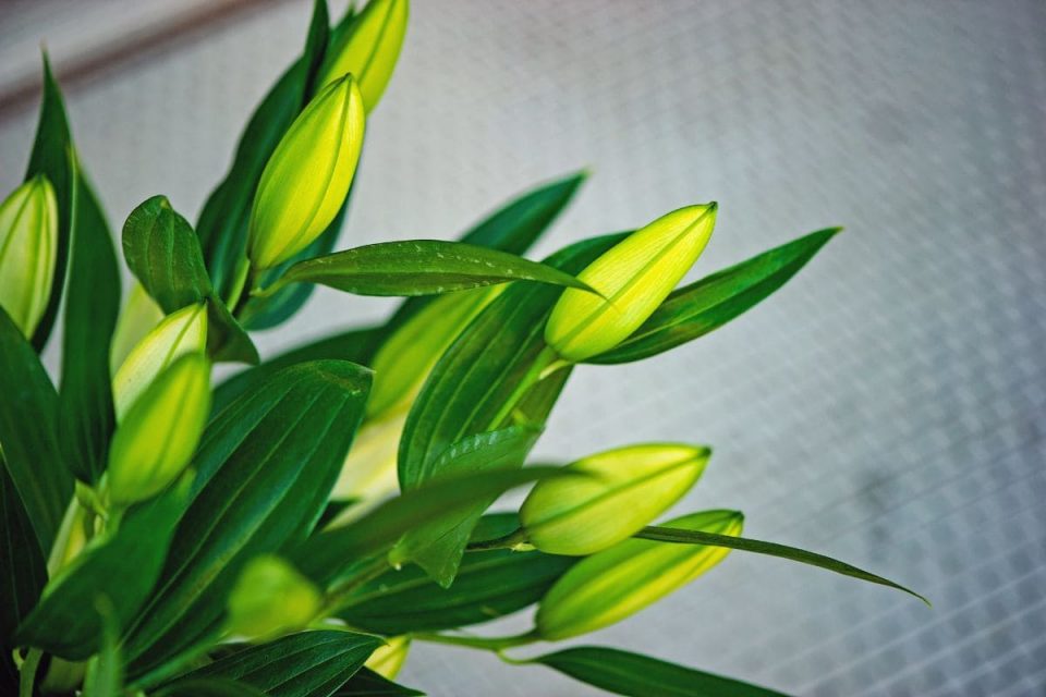 What To Do When Lilies Have Finished Flowering? Plantisima