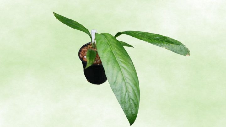 Anthurium Pendulifolium: Unique Tropical Plant For Your Indoor Space