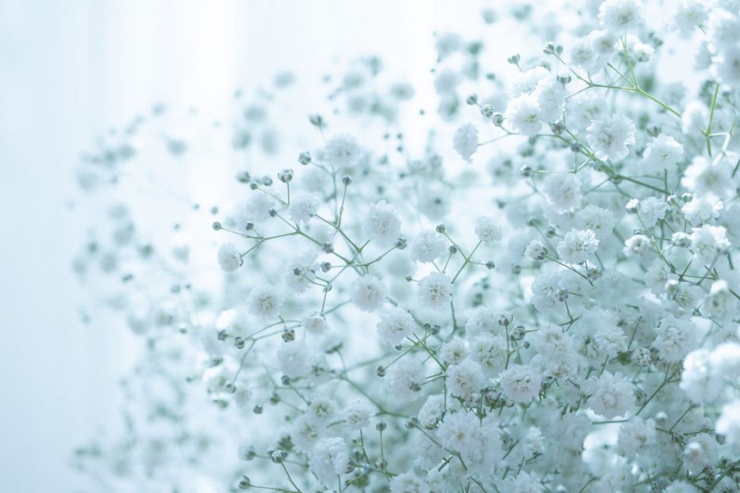 How Long Does Baby's Breath Last Babies Breath Care Guide Plantisima