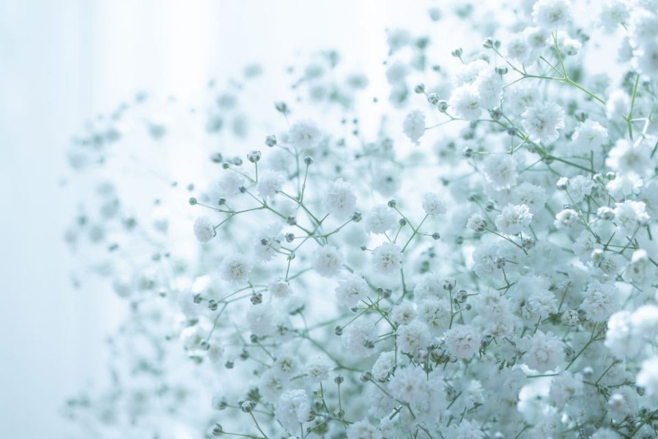 How Long Does Baby's Breath Last Babies Breath Care Guide Plantisima