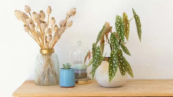 8 Tips to Keep Your Begonia Maculata Healthy and Vibrant