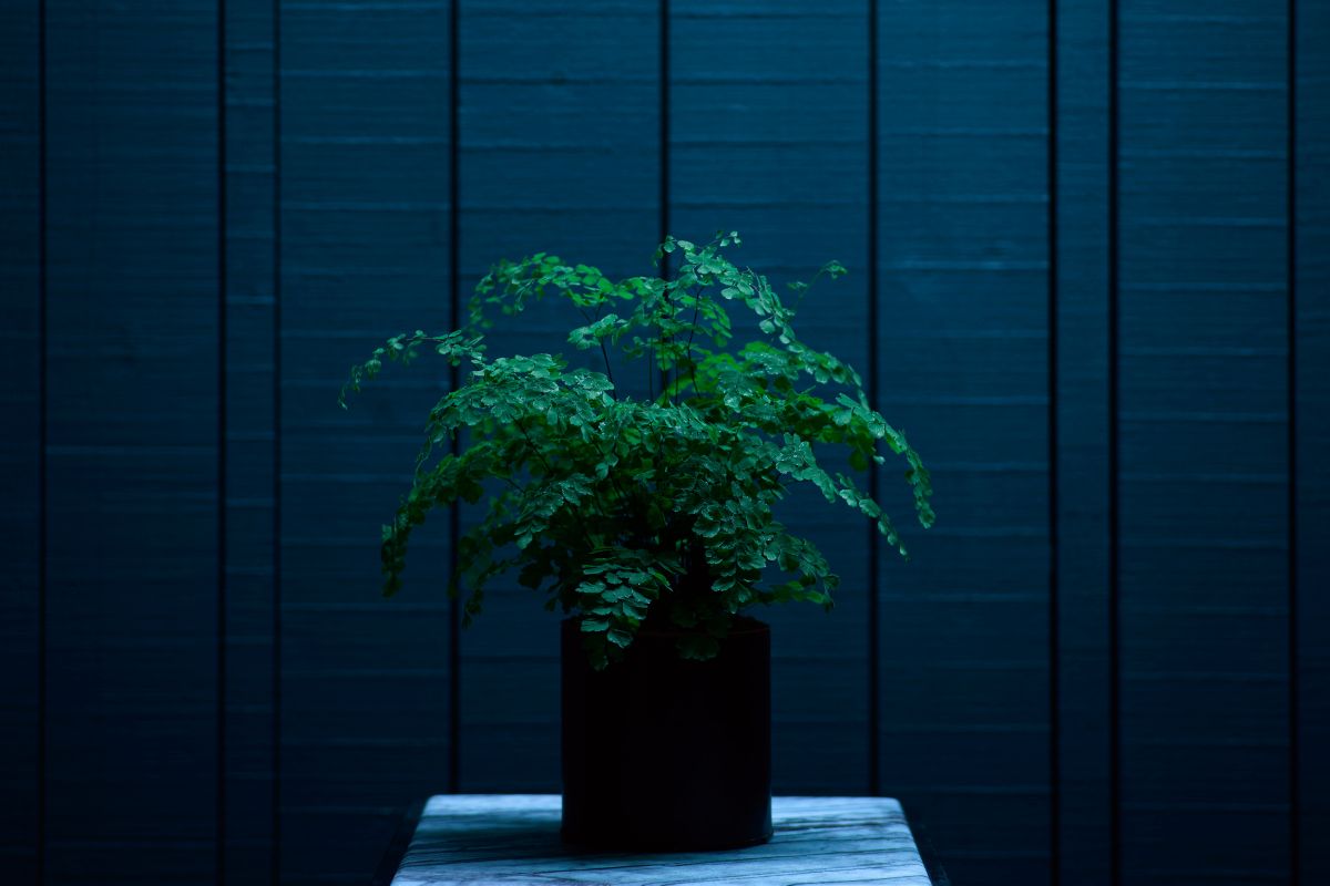 Best Plants For Office With No Windows 25 Office Plants Varieties