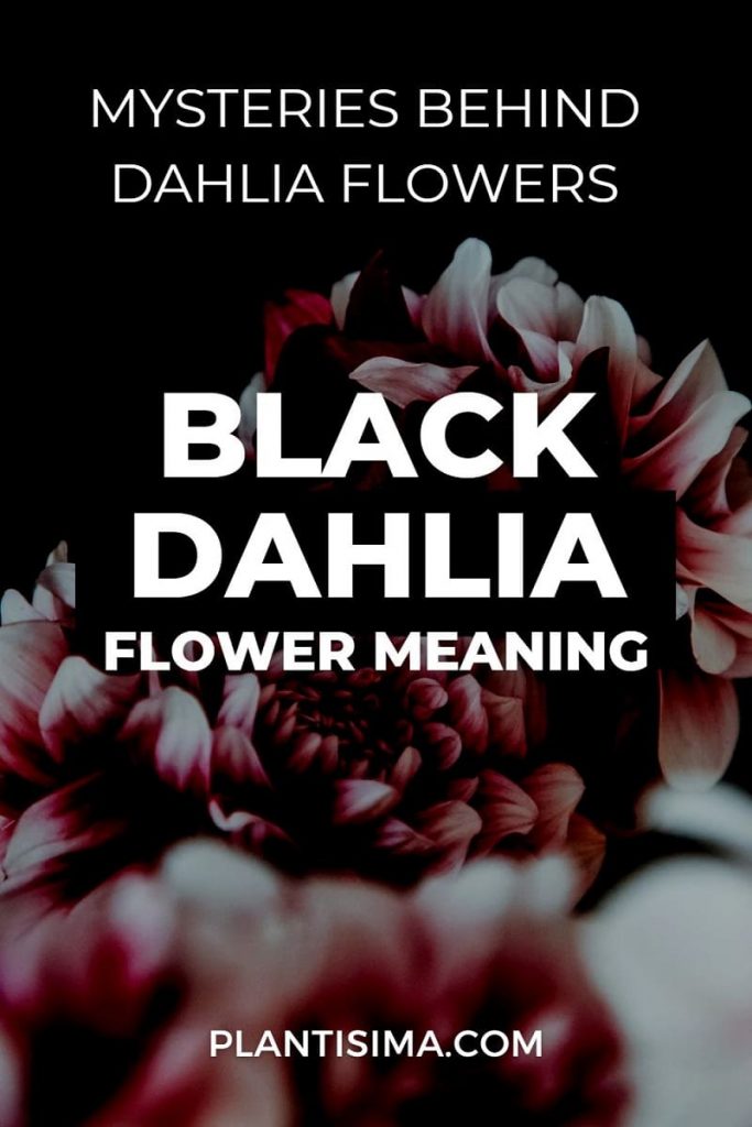 Black Dahlia Flower Meaning pin