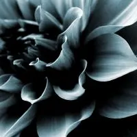 Black-Dahlia-Flower-Meaning_-Mysteries-Behind-Dahlia-Flowers