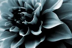 Black-Dahlia-Flower-Meaning_-Mysteries-Behind-Dahlia-Flowers