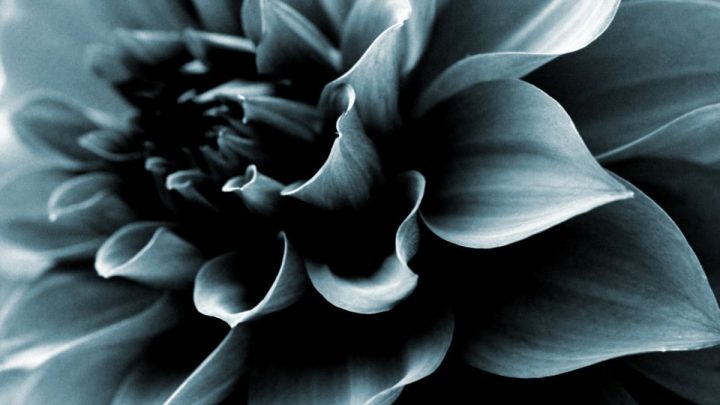 Black Dahlia Flower Meaning: Mysteries Behind Dahlia Flowers