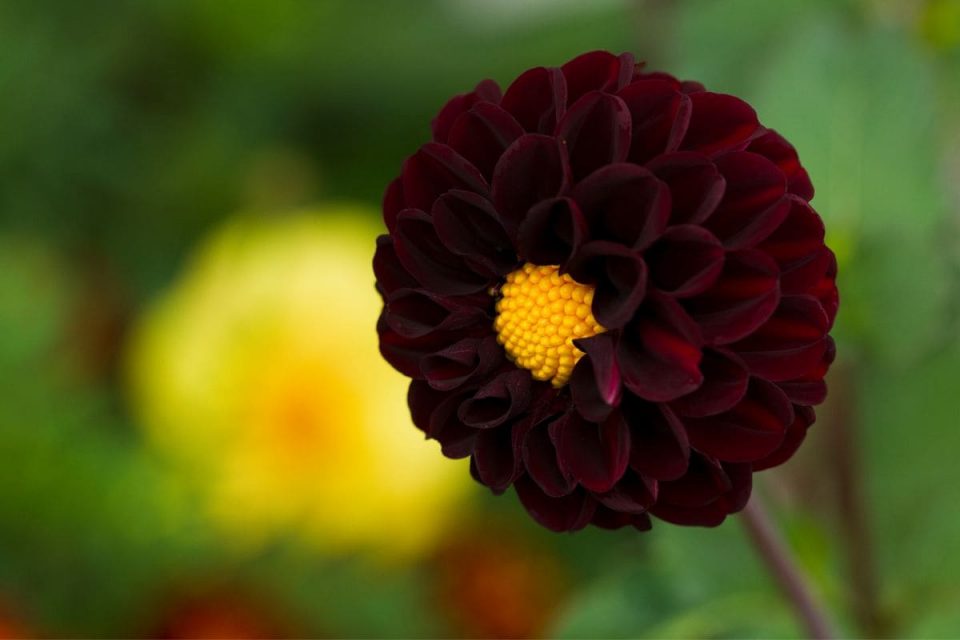 Black Dahlia Flower Meaning Mysteries Behind Dahlia Flowers Plantisima