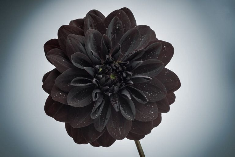 Understanding the Black Dahlia Flower and Its Symbolic Mysteries