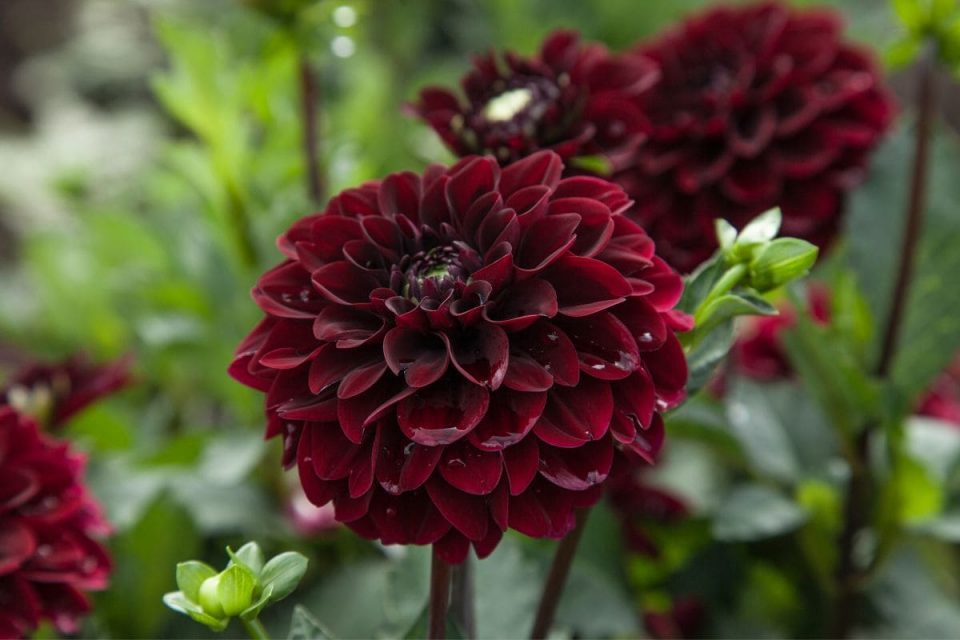 Black Dahlia Flower Meaning Mysteries Behind Dahlia Flowers Plantisima