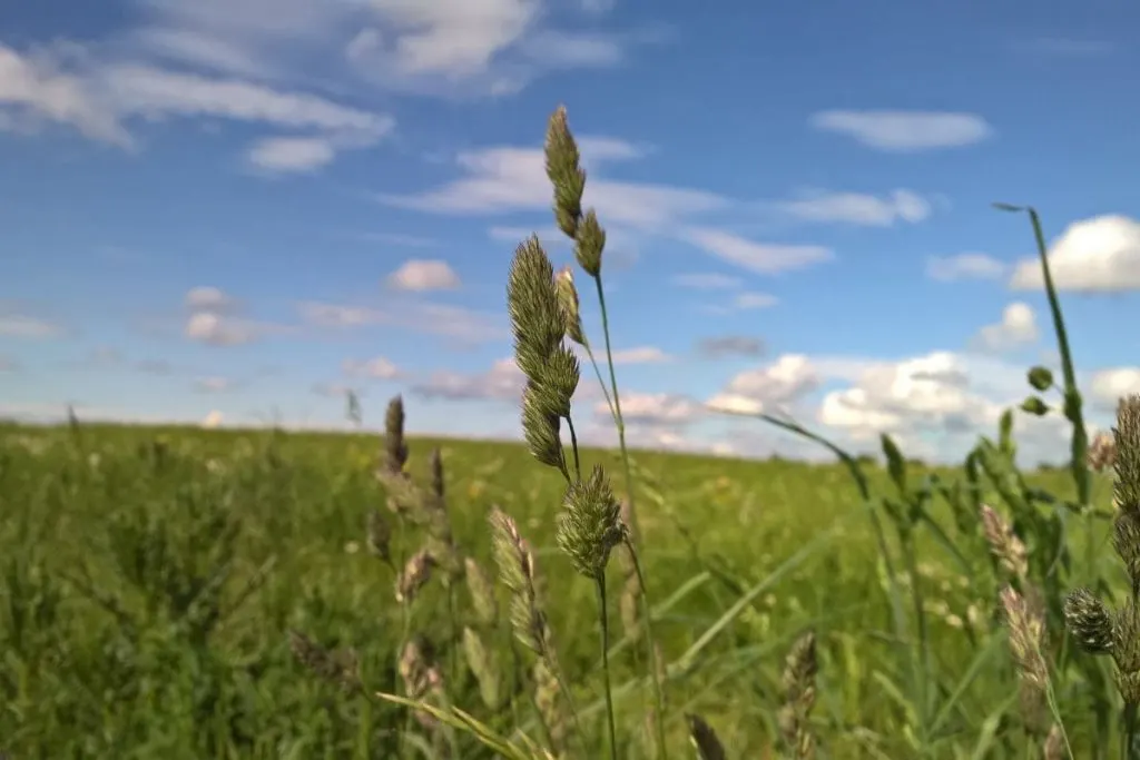 Can-I-Walk-On-New-Grass-To-Water-It_