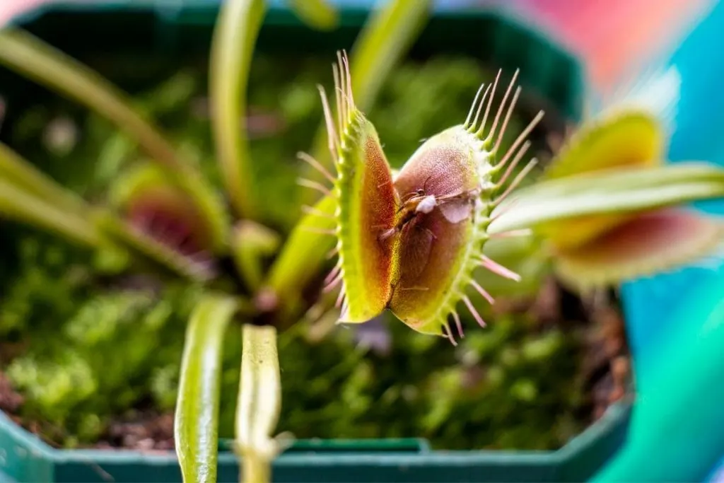 Care-Guide-For-Venus-Flytraps-Plants