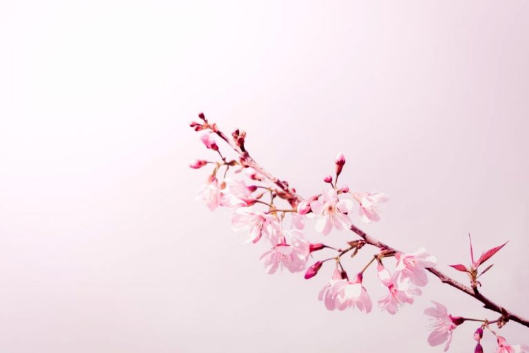 Sakura Flower Meaning: Cherry Blossom Symbolism In Japanese Culture