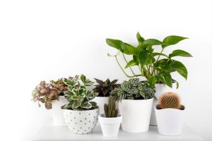 Colorful-Houseplants_-13-Colorful-Plants-For-Your-Home