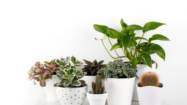 Colorful Houseplants: 13 Colorful Plants For Your Home
