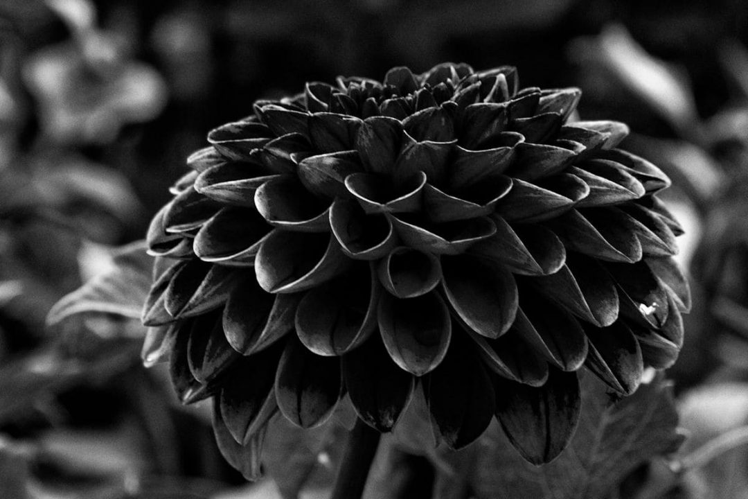 Black Dahlia Flower Meaning Mysteries Behind Dahlia Flowers Plantisima