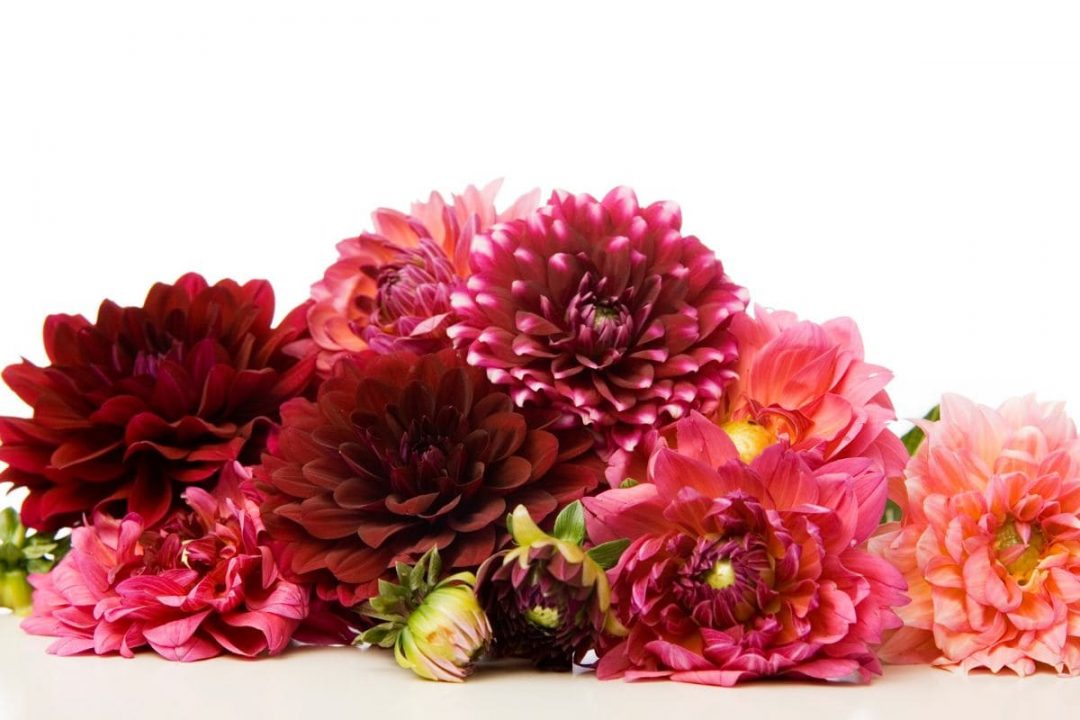 Black Dahlia Flower Meaning Mysteries Behind Dahlia Flowers Plantisima