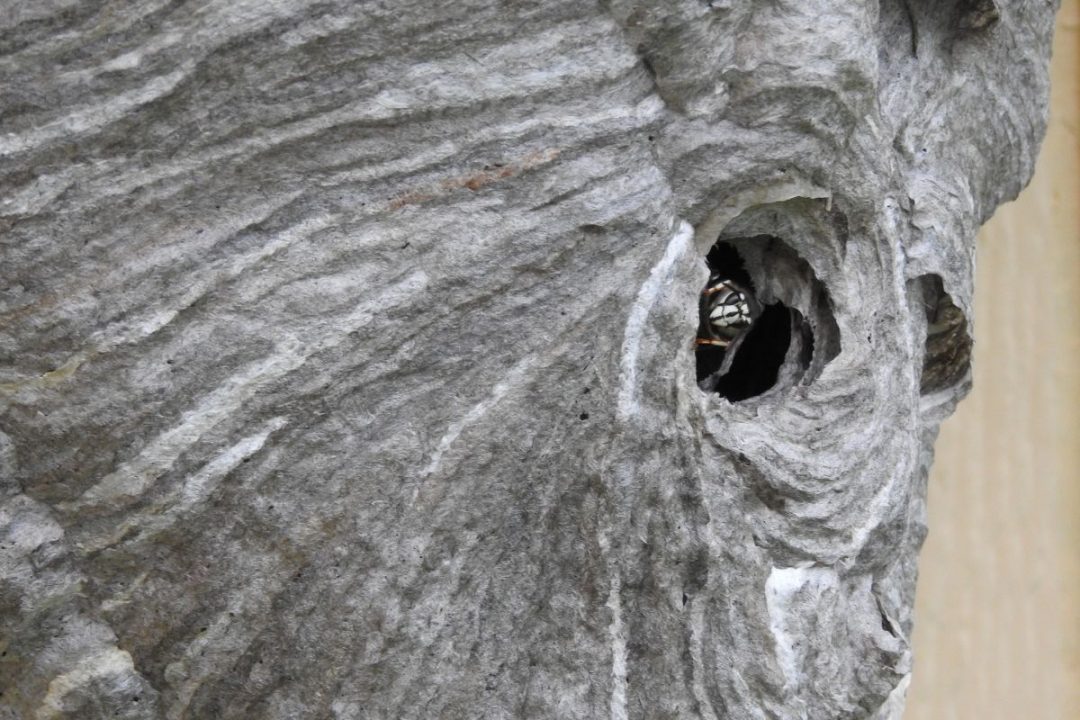 How Much Is Nest Worth?