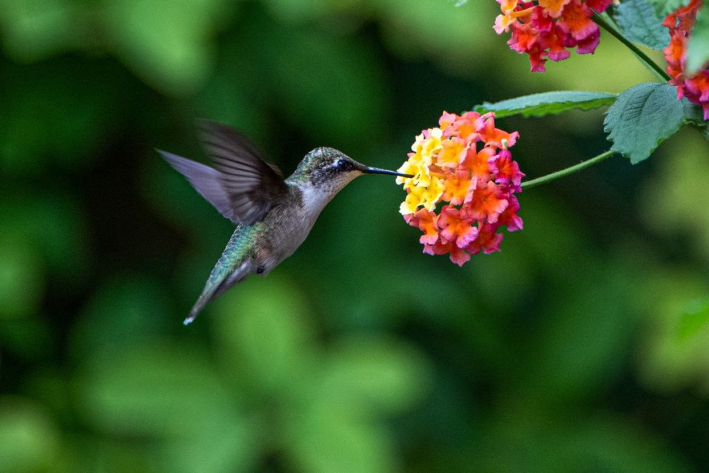 Do-Hummingbirds-Eat-Hornets_