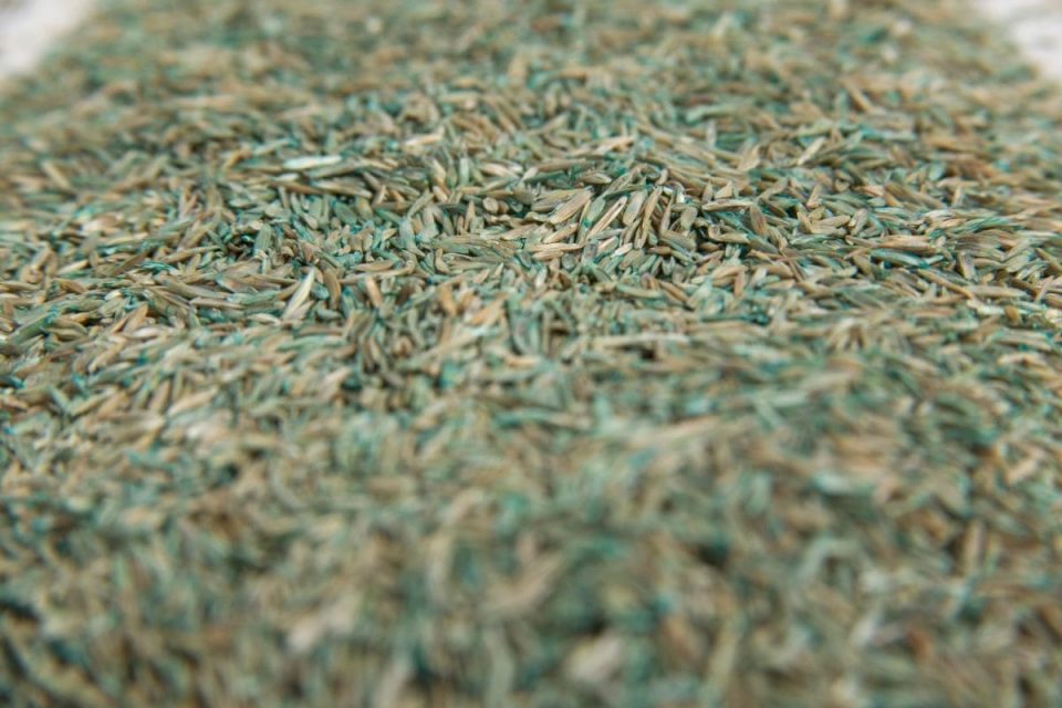 How Long After Planting Grass Seed Can You Walk On It Newly Seeded