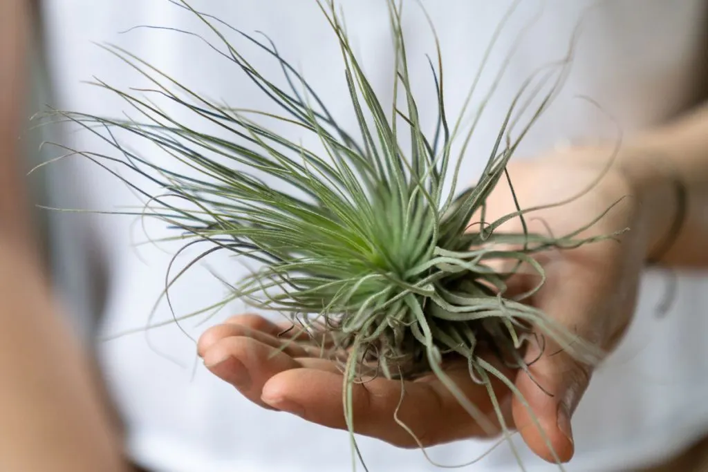 FAQ-About-Air-Plants