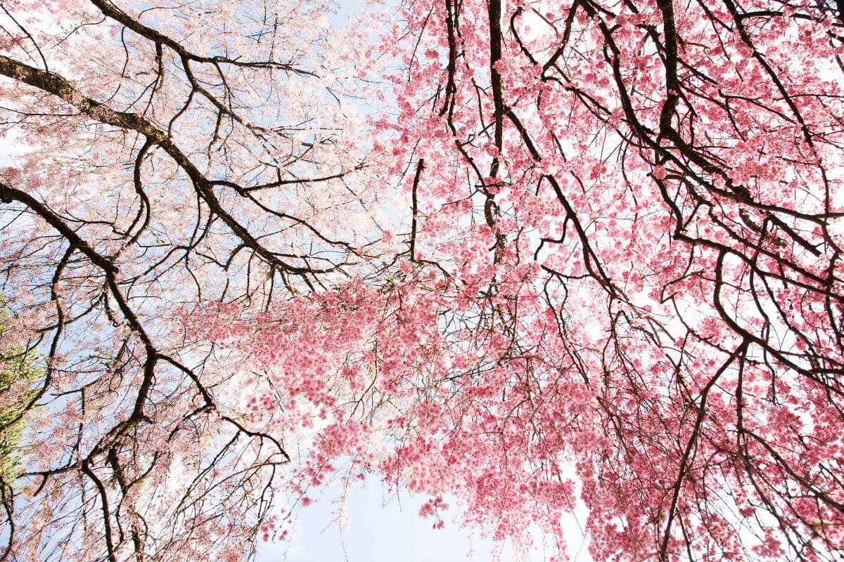Sakura Flower Meaning: Cherry Blossom Symbolism In Japanese Culture ...