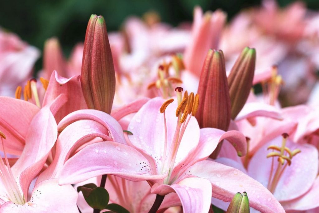 FAQ-What-To-Do-When-Lilies-Have-Finished-Flowering