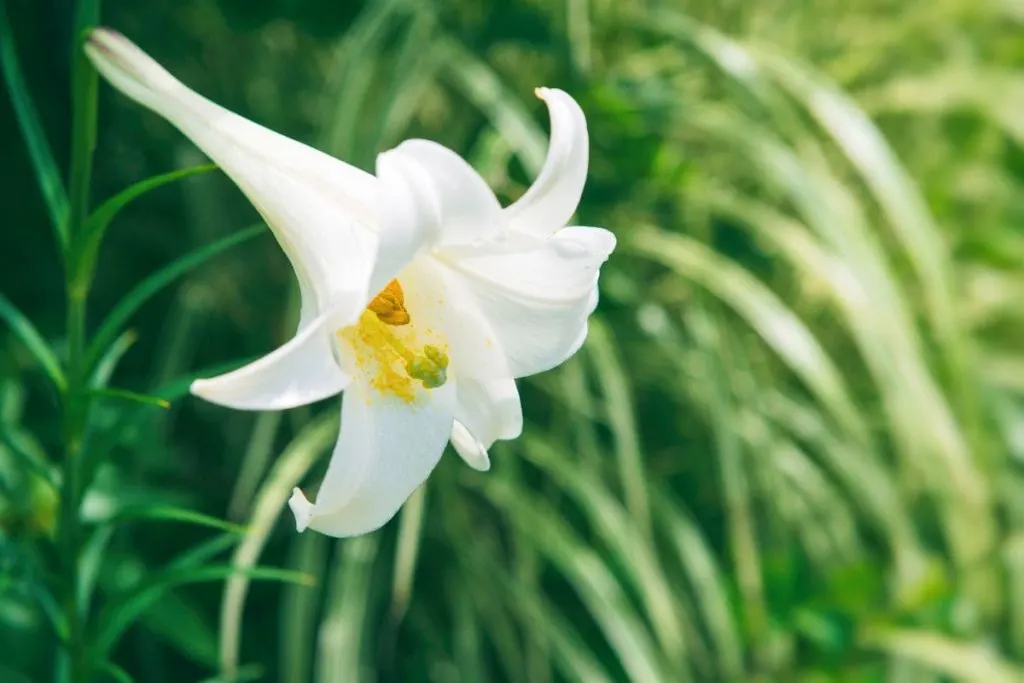 Final-Thought-On-What-To-Do-When-Lilies-Have-Finished-Flowering