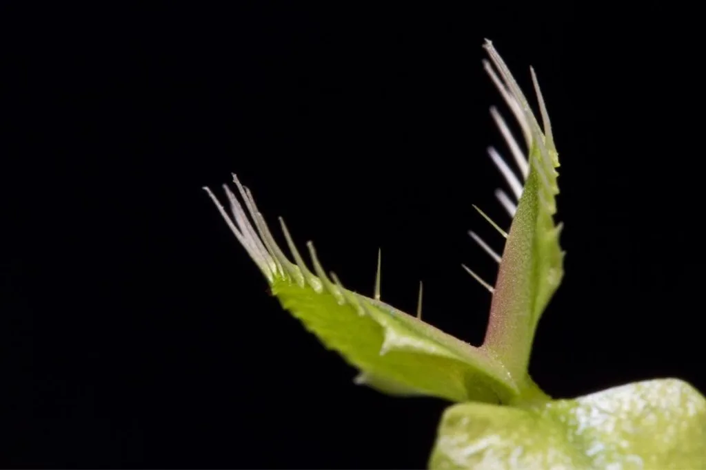 Grow-Venus-Fly-Traps-In-These-Light-Conditions