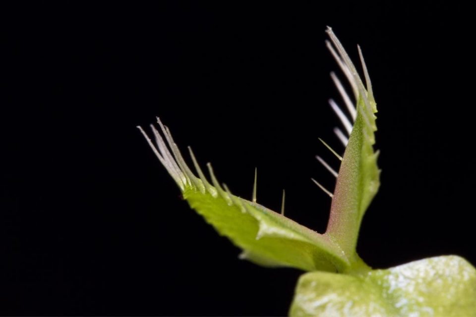 Venus Fly Trap Terrarium Carnivorous Plants Care Guide Plantisima