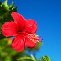 Hibiscus-Indoor-Plant_-Hibiscus-Plants-Care-Guide