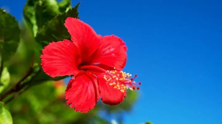 How to Grow Healthy Hibiscus Indoors: Essential Tips for Maximum Growth!