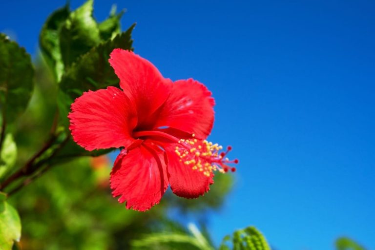 Hibiscus-Indoor-Plant_-Hibiscus-Plants-Care-Guide