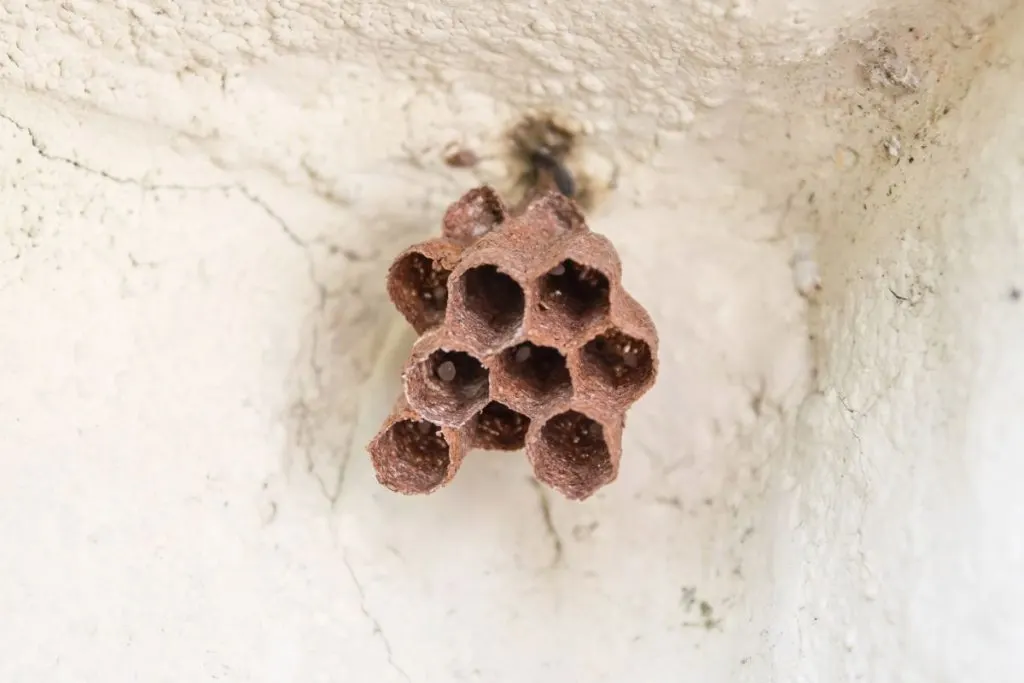 How-Fast-Do-Hornets-Build-Their-Nests