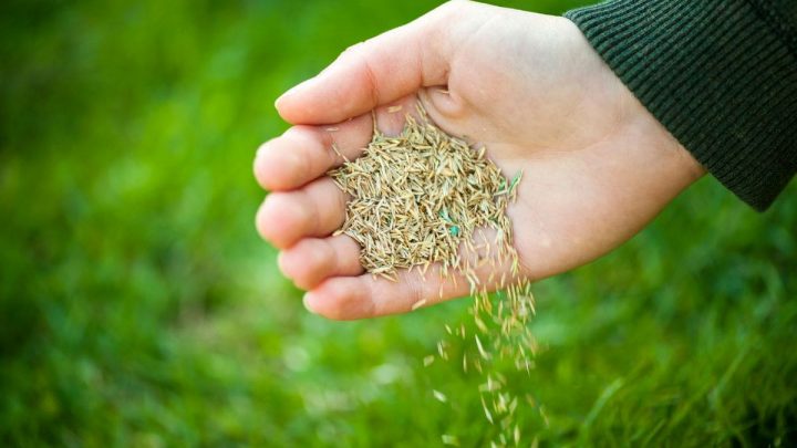 How Long After Planting Grass Seed Can You Walk On It – Newly Seeded Lawn Questions
