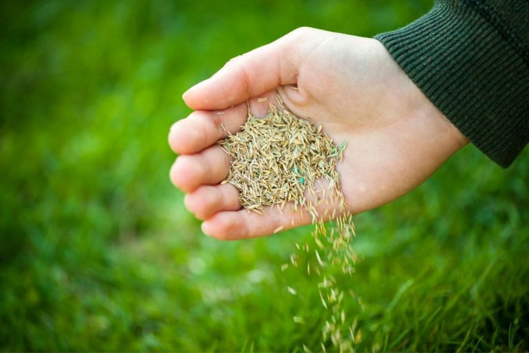 How-Long-After-Planting-Grass-Seed-Can-You-Walk-On-It-Newly-Seeded-Lawn-Questions