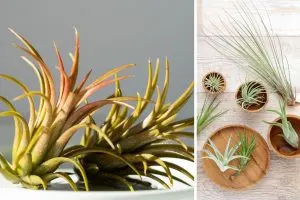 How Long Air Plants Live and Key Tips About Their Life Cycle