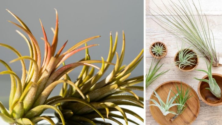 How Long Air Plants Live and Key Tips About Their Life Cycle