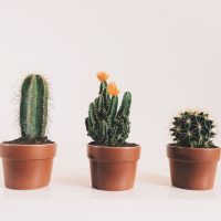 How-Long-Can-A-Cactus-Go-Without-Water_-Cacti-Plant-Care