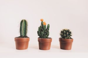 How-Long-Can-A-Cactus-Go-Without-Water_-Cacti-Plant-Care