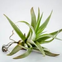 How-Long-Do-Air-Plants-Live_-Air-Plants-Life-Cycle-And-More
