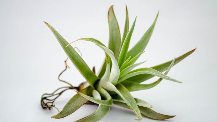 How Long Do Air Plants Live: Air Plants Life Cycle And More