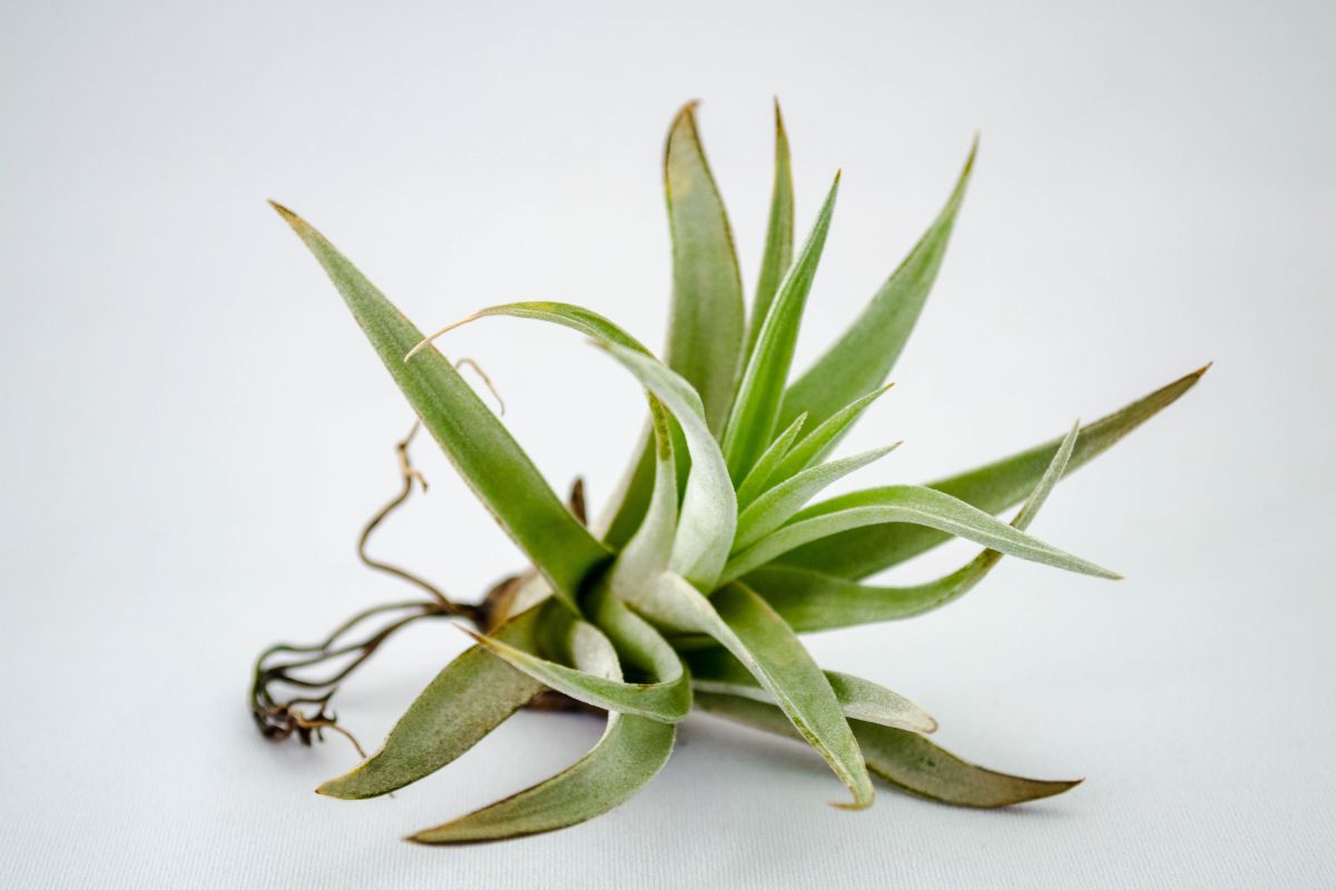 How Long Do Air Plants Live Air Plants Life Cycle And More Plantisima