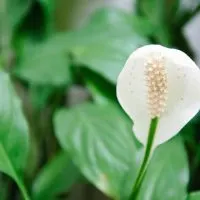 How-Long-Do-Peace-Lilies-Live_-Average-Lifespan-Of-A-Peace-Lily