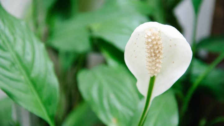 How Long Do Peace Lilies Live: Average Lifespan Of A Peace Lily