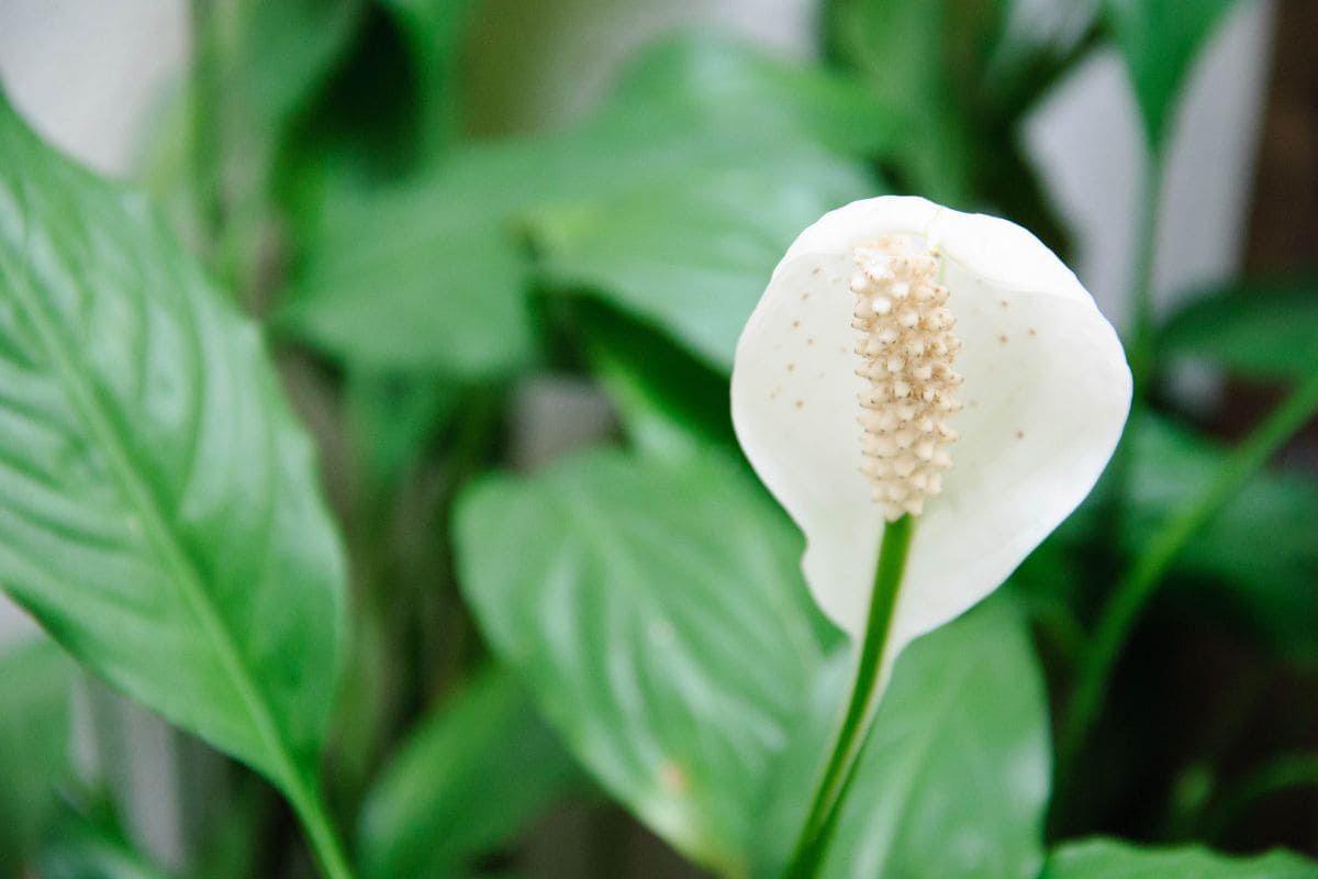 Do Peace Lilies Die In Winter