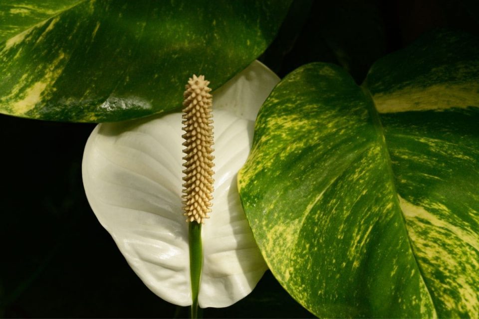 How Long Do Peace Lilies Live Average Lifespan Of A Peace Lily