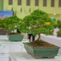 How-Long-Does-A-Bonsai-Tree-Take-To-Grow_-Art-Of-Growing-Bonsai-Trees