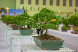 How-Long-Does-A-Bonsai-Tree-Take-To-Grow_-Art-Of-Growing-Bonsai-Trees